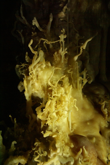 Helictites in Virgin Cave. (Photo: Mag Kim)